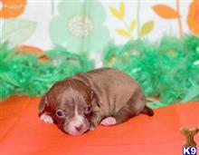 mixed breed puppy posted by Rhonda Wallace